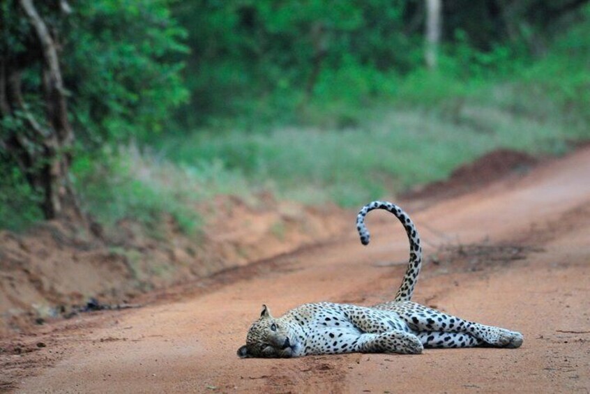 while safari leopard in wilpattu 