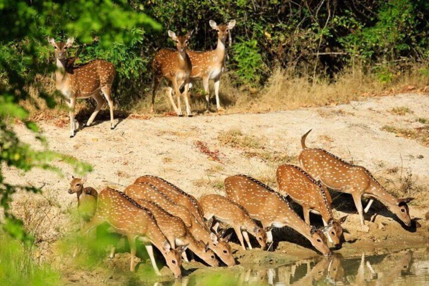 Spoted deers at wilpattu national park, Srilanka.