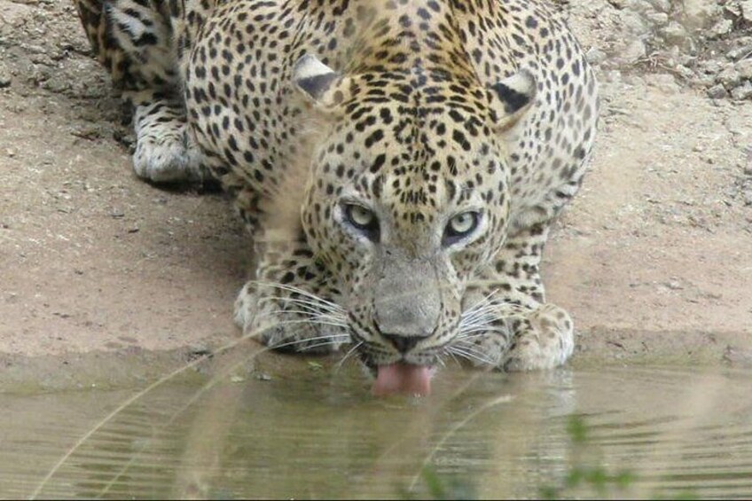 leopard rare pictures at wilpattu national park 