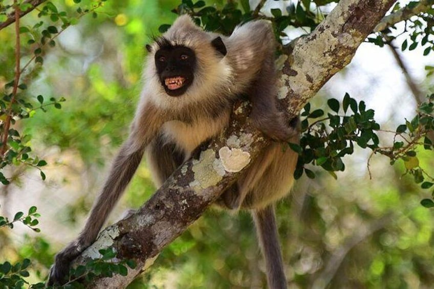 Monkey at Wilpattu National Park,Srilanka.