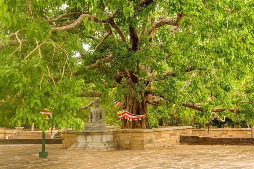 Day Excursions to UNESCO City ANURADHAPURA from Negombo