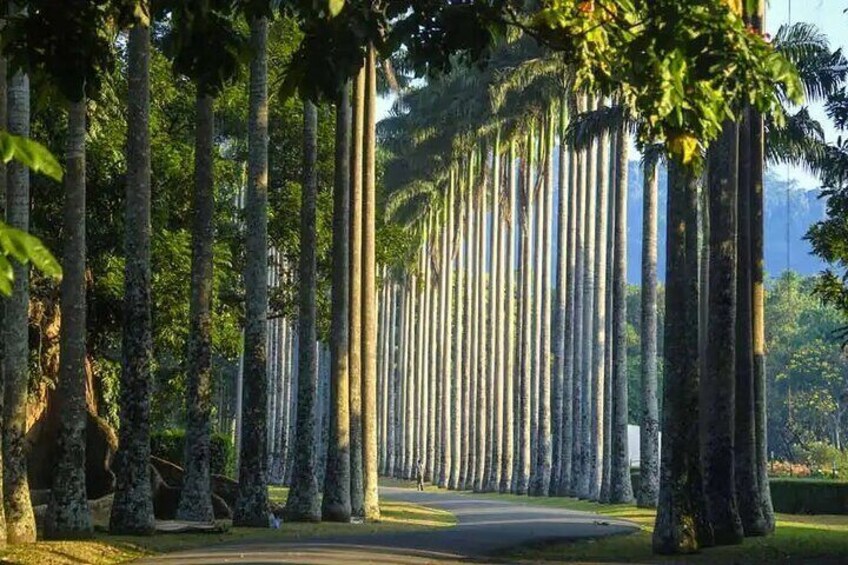 Royal Botanical Garden Peradeniya, garden walking path
