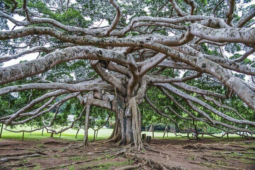 Royal Botanical Garden Peradeniya kandy sri lanka. the world famous big tree, its unique for tree branches