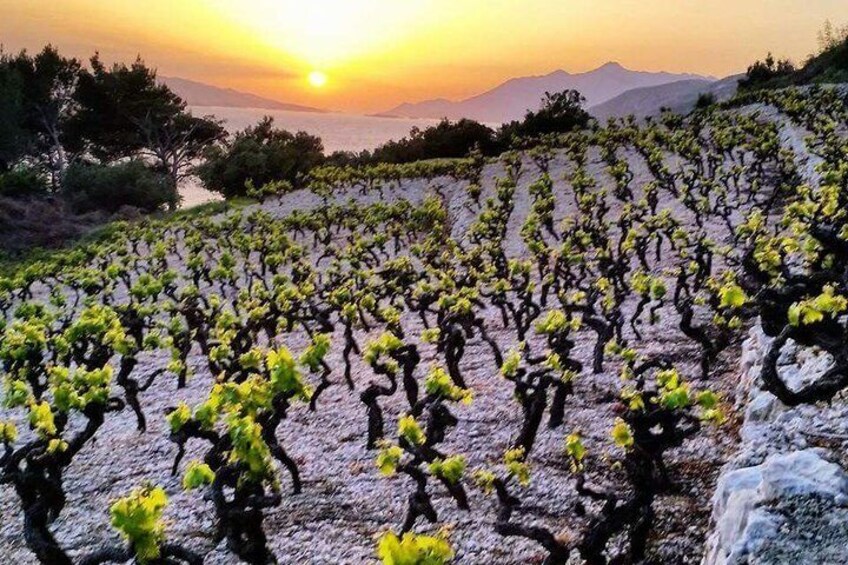 Sunset over the vineyard on Pelješac