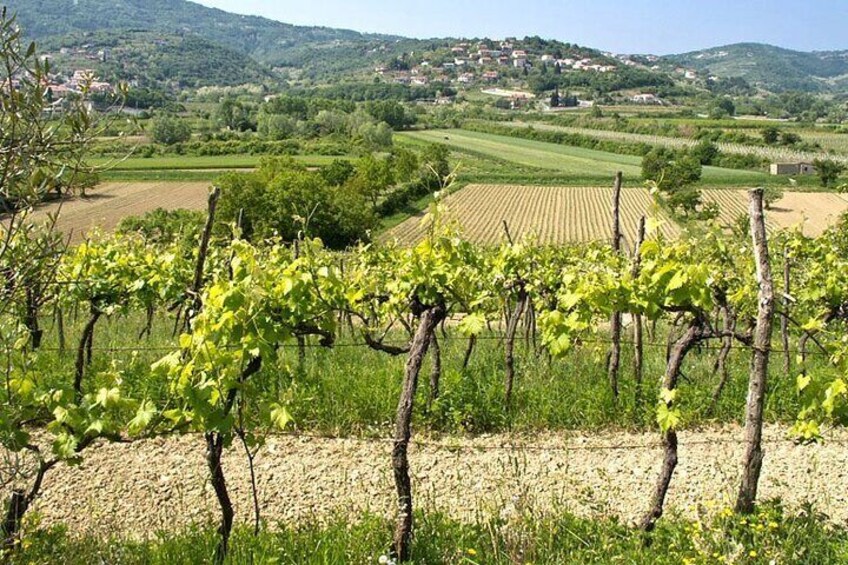 Vespa Wine Tour