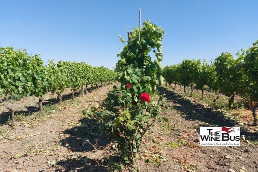 Aglianico del Vulture vineyard