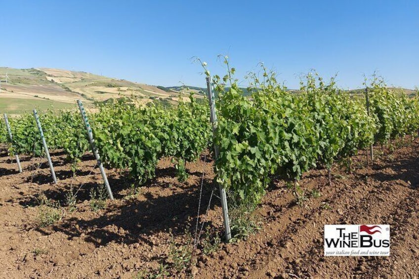Azienda Agricola Michele Laluce vineyard