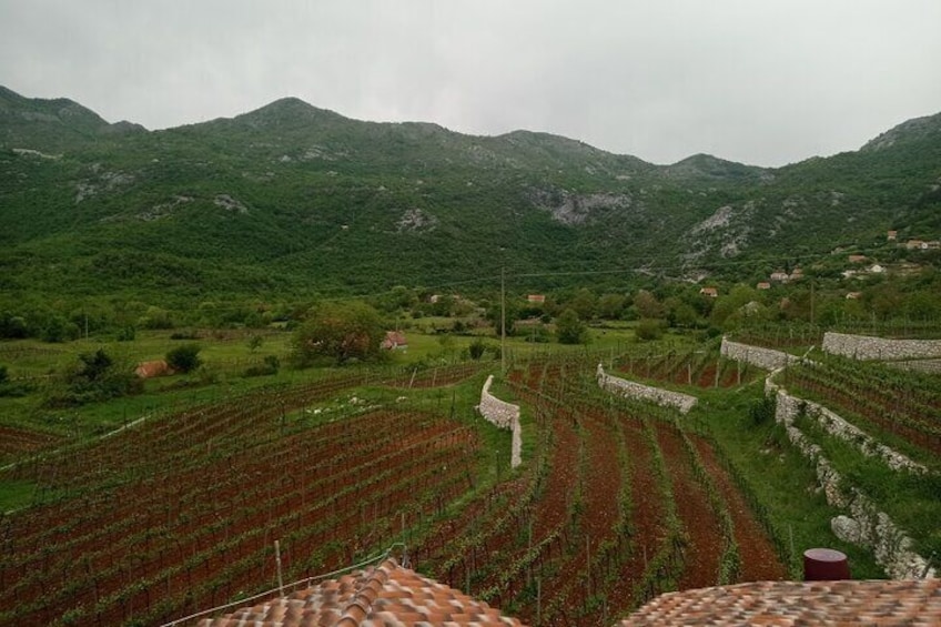 Wine tasting in the family winery, feel the spirit