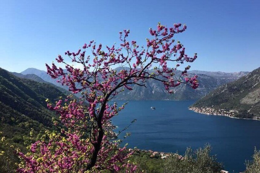 Cycling and hiking short tour through the bay of Kotor