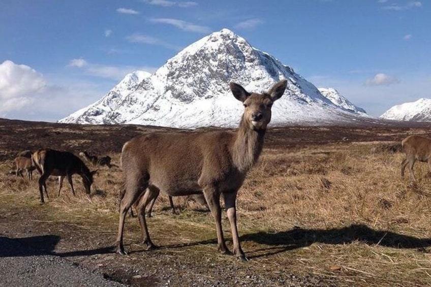 Highland Deer