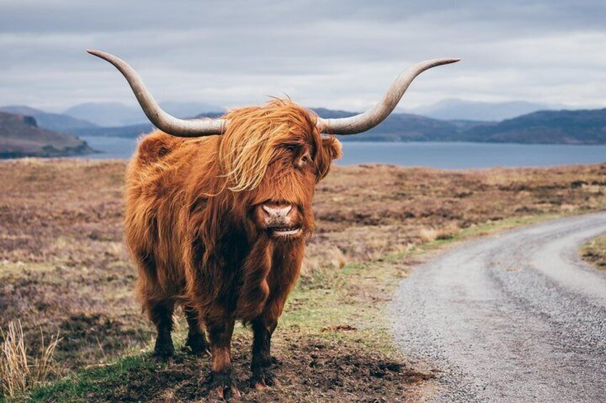 Our Highland Coos