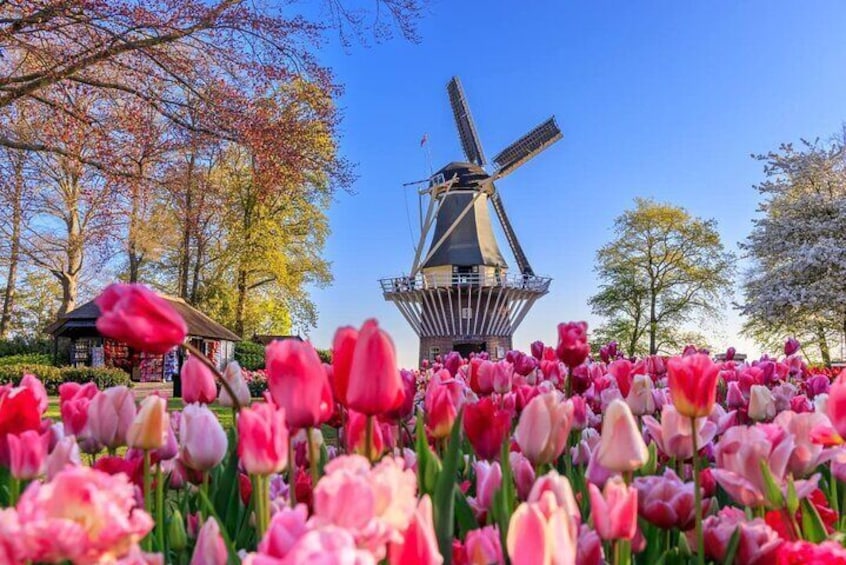 Keukenhof Gardens and Zaanse Schans Windmills Guided Day Tour from Amsterdam