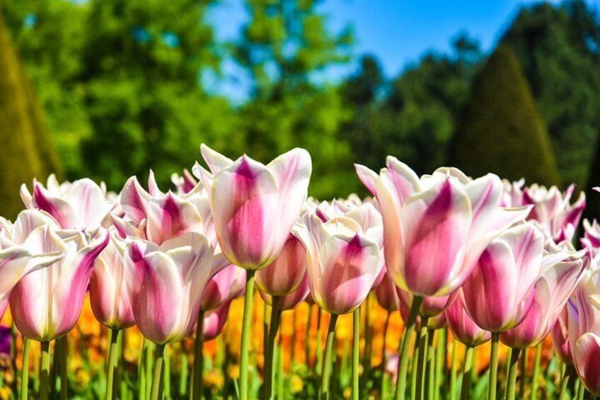 Tullips at the Keukenhof Gardens