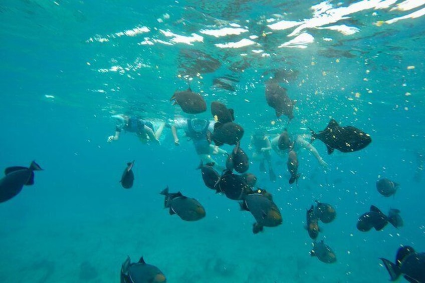 4hour Group Half Day Snorkeling Excursion in Grace Bay