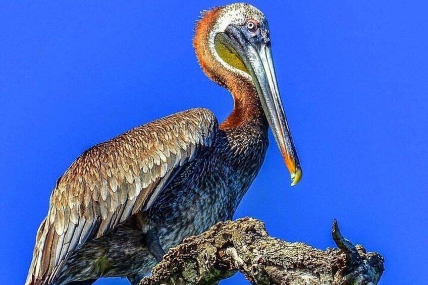 Cayo Levantado (Bacardi Island) & Los Haitises National Park , Expert Guide