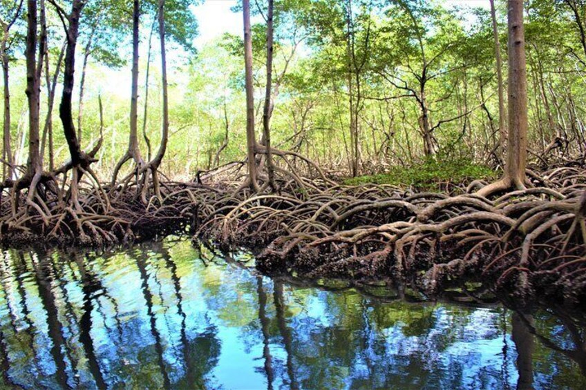 Kayaking Los Haitises National Park from Sabana de la Mar