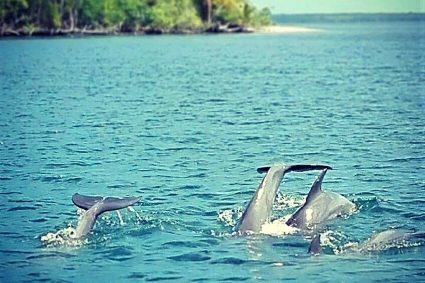 Los Haitises & Cayo Levantado (Lunch included, from Samana in Catamaran or Boat)