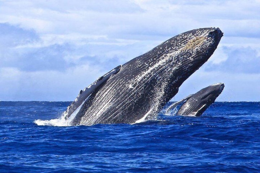 Whale Tours with Locals from Samana