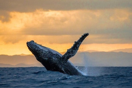 Whale watching Tours with Locals from Samana & Cayo Levantado