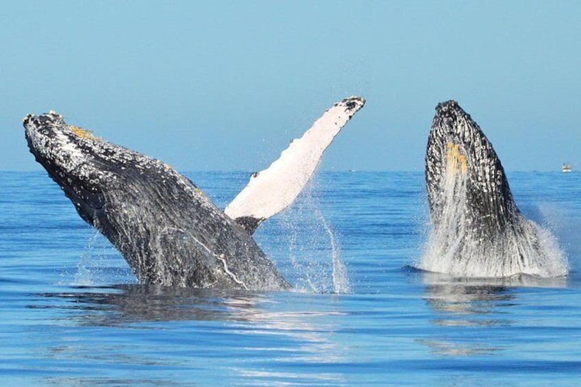 Whale Tours with Locals from Samana