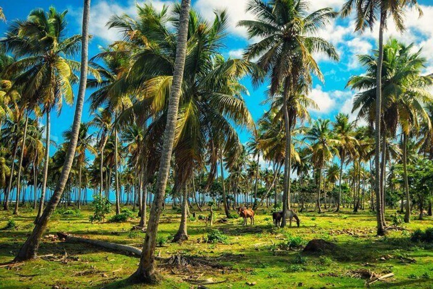 Los Haitises Plus Rincon beach with a Local Tour Expert Guide