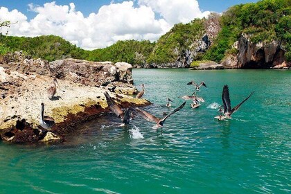 Los Haitises Plus Bacardi Island for Samana Cruise Ship Travellers