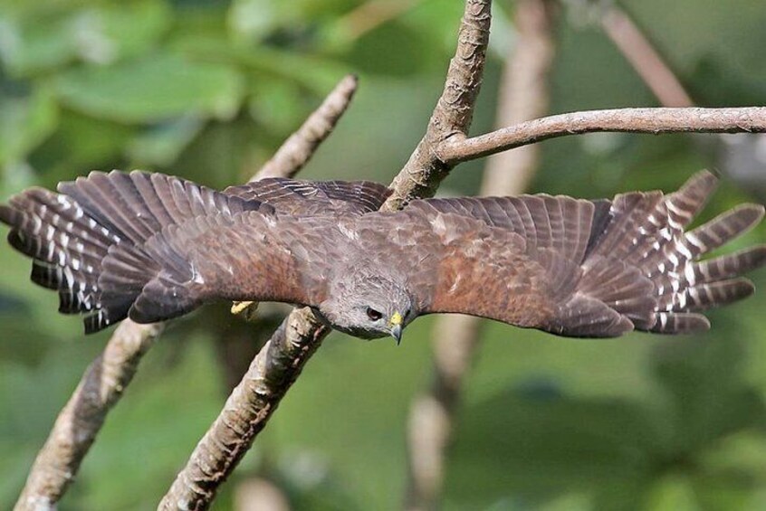 Birdwatching in Los Haitises National Park