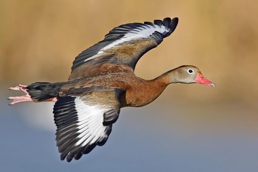 Birdwatching in Los Haitises National Park