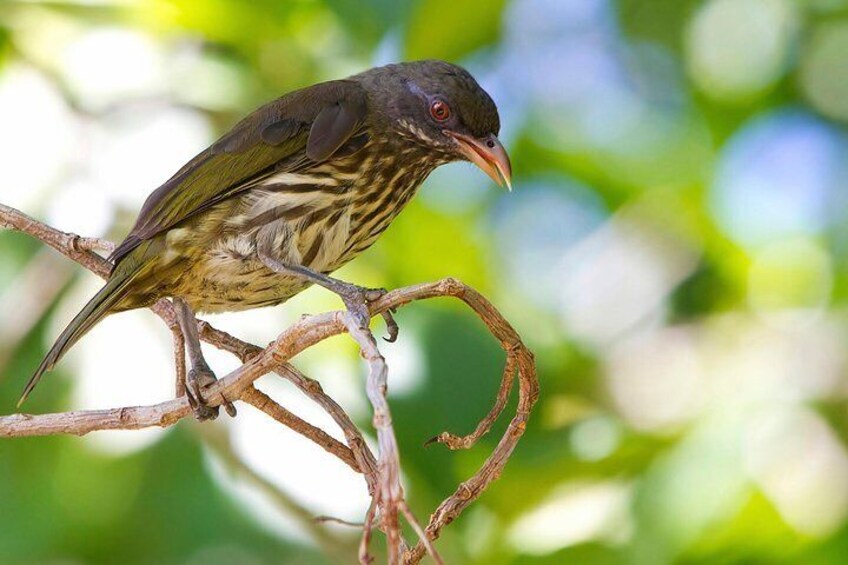 Birdwatching in Los Haitises National Park