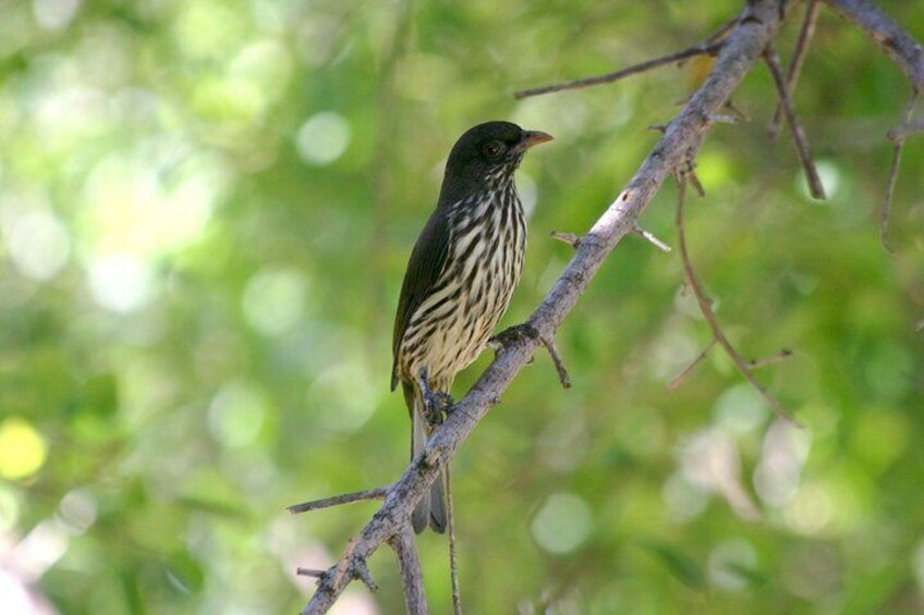 Birdwatching in Los Haitises National Park