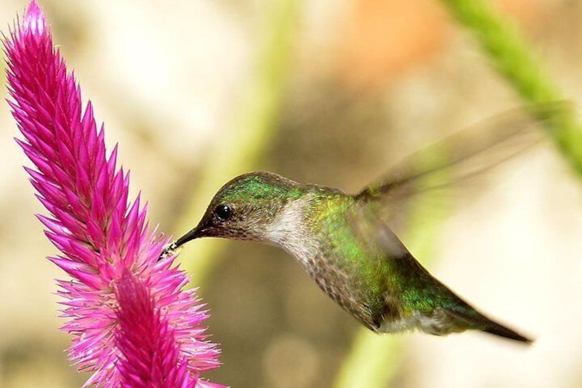 Private Birdwatching in Los Haitises National Park