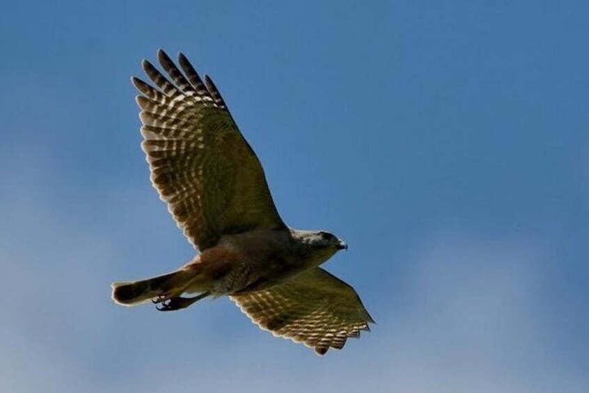 Birdwatching in Los Haitises National Park