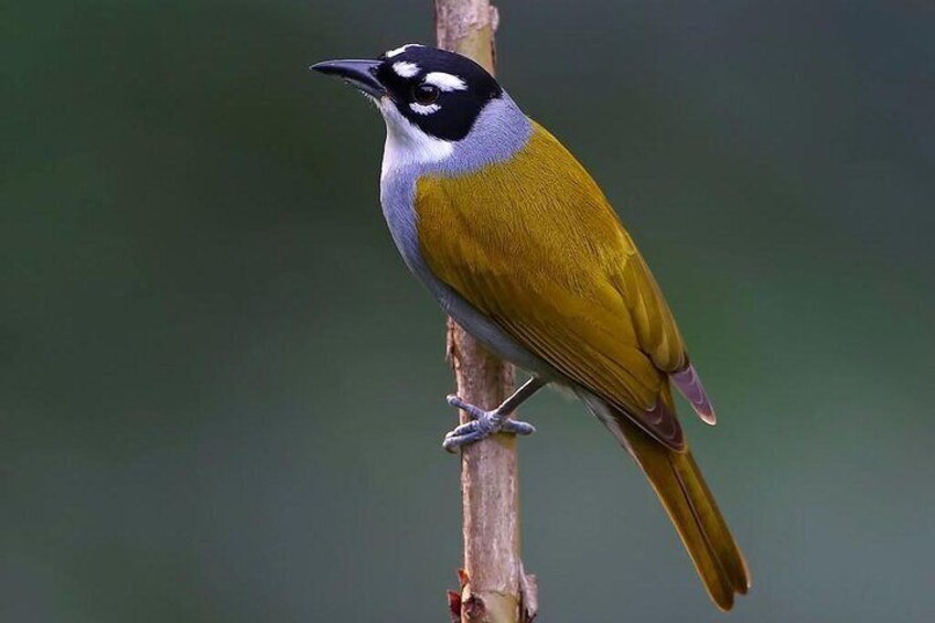 Birdwatching in Los Haitises National Park