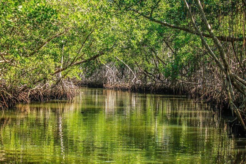 Los Haitises National Park Boat trip + Hiking 2 Hours in The Rain Forest