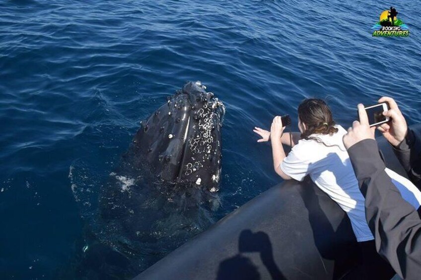 Bacardi Island + Whale Watching from Samaná - Private Boat Tour (Min 4 people)