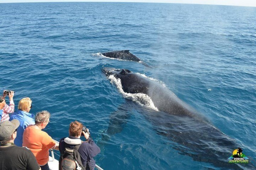 Bacardi Island + Whale Watching from Samaná - Private Boat Tour (Min 4 people)