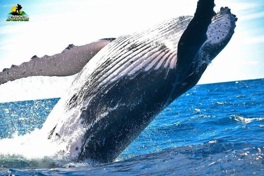 Bacardi Island + Whale Watching from Samaná - Private Boat Tour (Min 4 people)