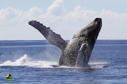 Samana: Private Whale watching Tour Samana bay & Cayo Levantado