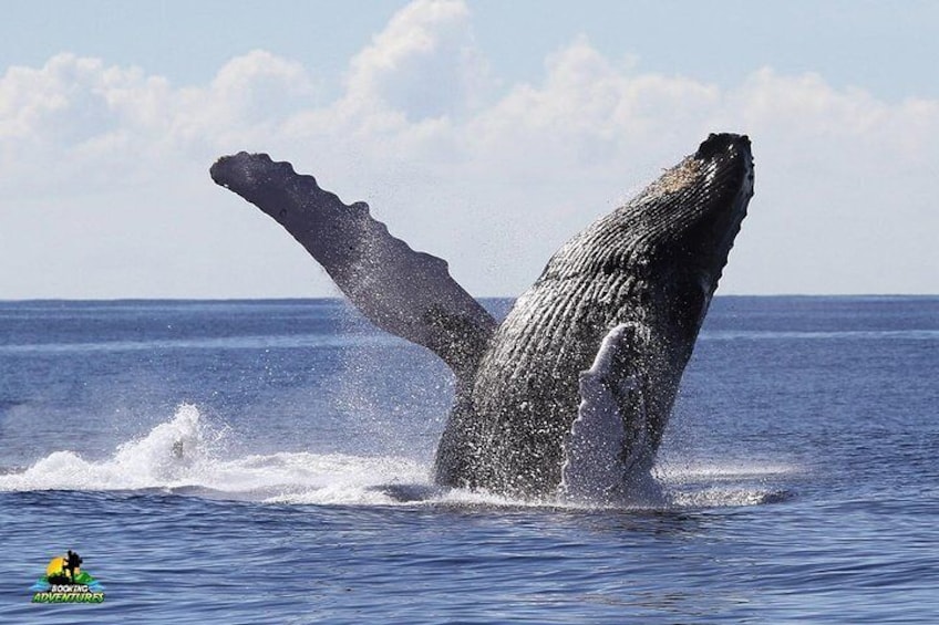 Samana: Private Whale watching Tour Samana bay & Cayo Levantado 