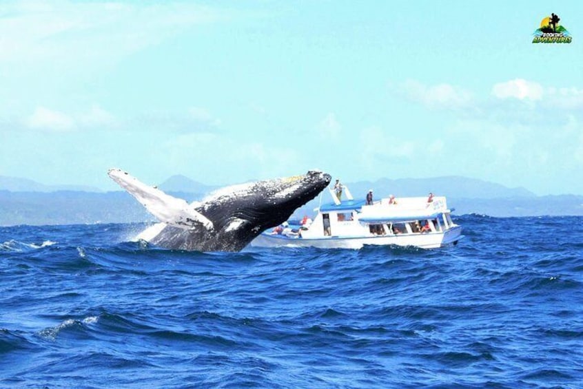 Bacardi Island + Whale Watching from Samaná - Private Boat Tour (Min 4 people)