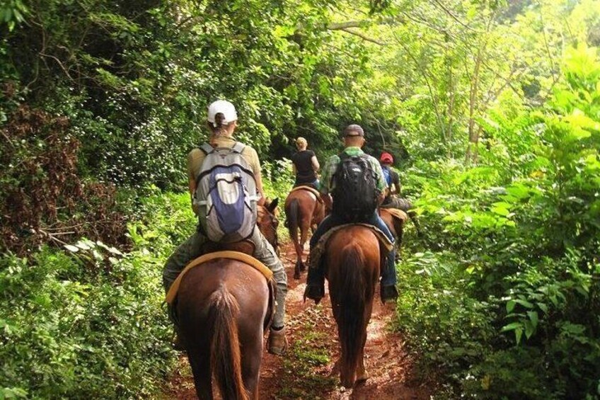 Salto el Limón Waterfalls & Cayo Levantado Tour