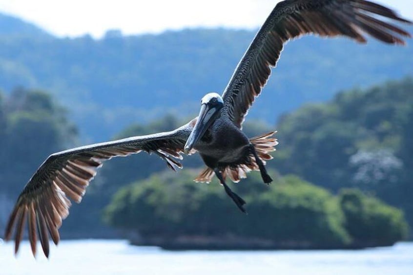 Los Haitises National Park Tour from Punta Cana Montana Redonda and Cano Hondo