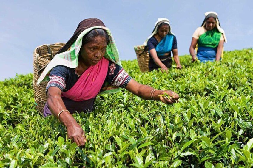 Tea Plucking and Tea Factory Visit from Nuwara Eliya.