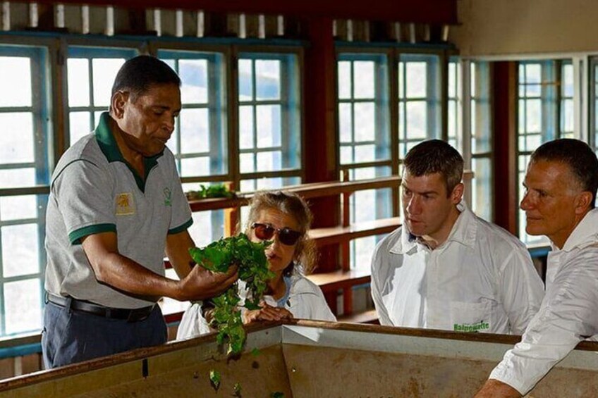 Tea Factory Tour