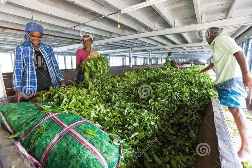 Tea Factory