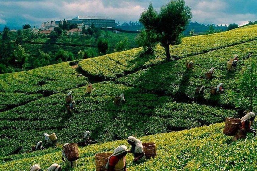 Tea Gardens