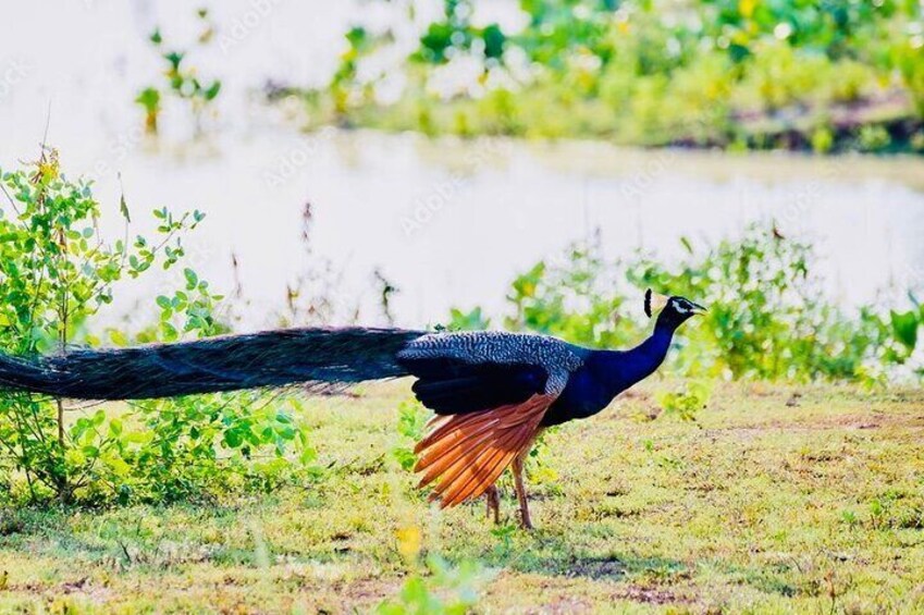 Hurulu Eco National Park