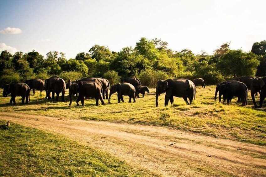 Kaudulla National Park