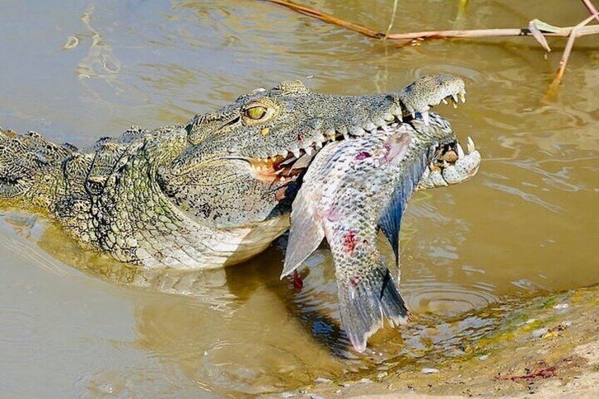 Minneriya National Park
