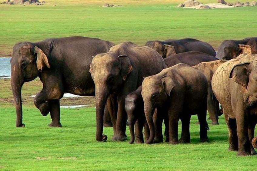 Kaudulla National Park